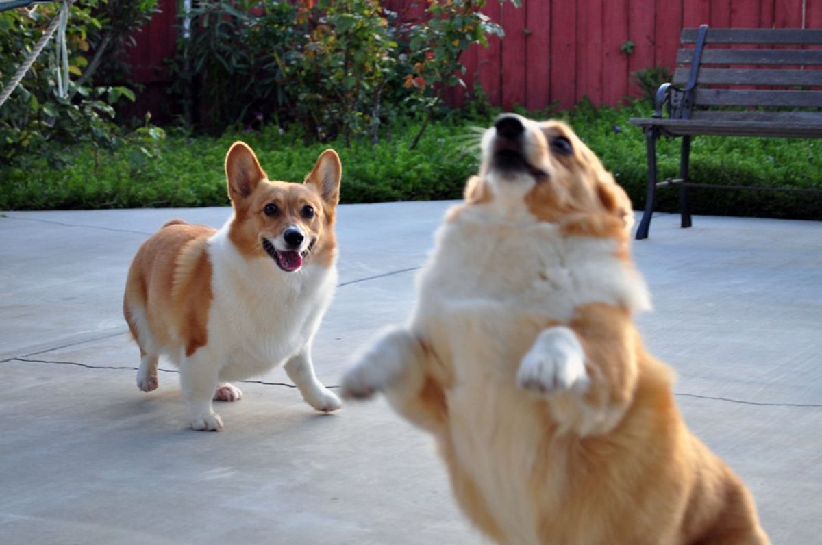What You Should Know Before Getting A Corgi