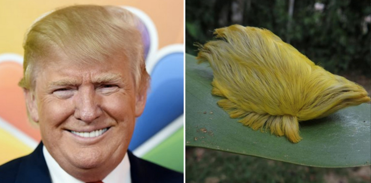 Donald Trump: Hair or Toupee