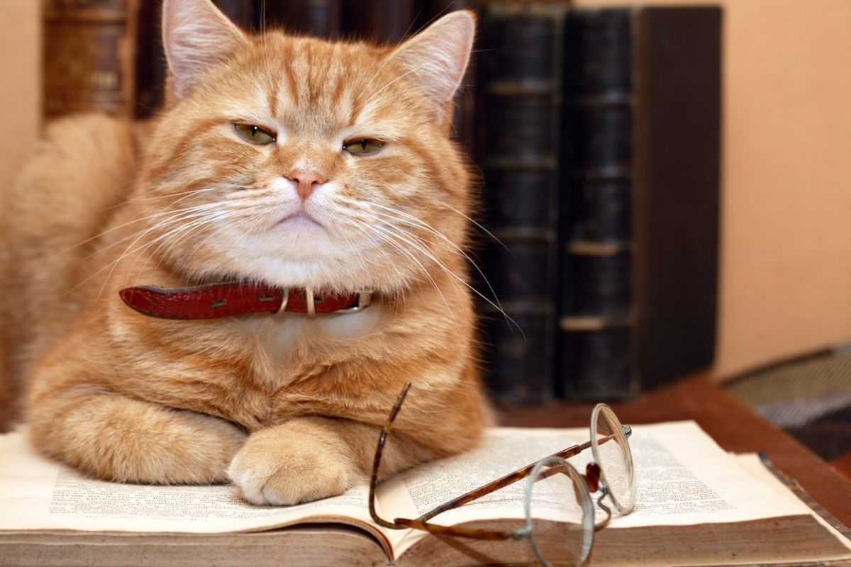 10 Cats That Perfectly Explain The Second Half Of The Semester