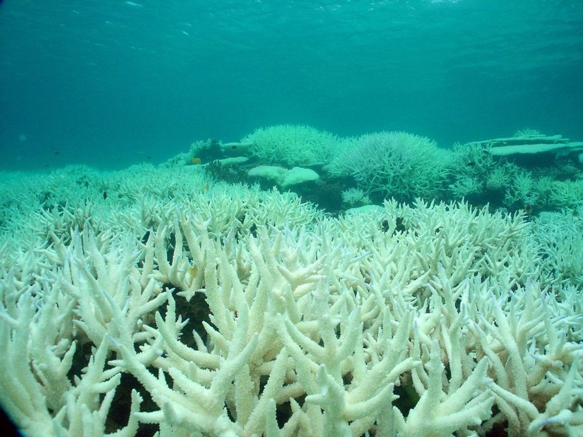 The Great Barrier Reef Is Not Dead
