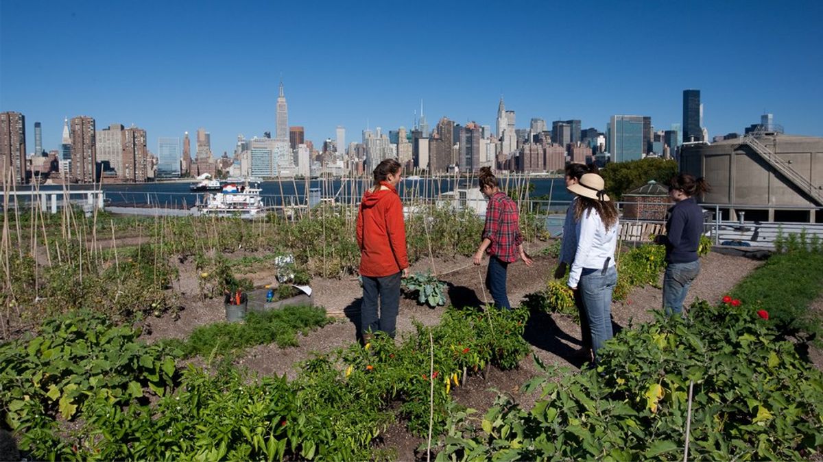 3 Benefits Of Urban Farming