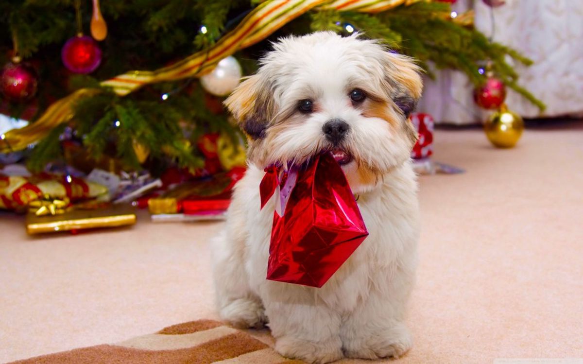 Why Pets Shouldn't Be Given as Gifts