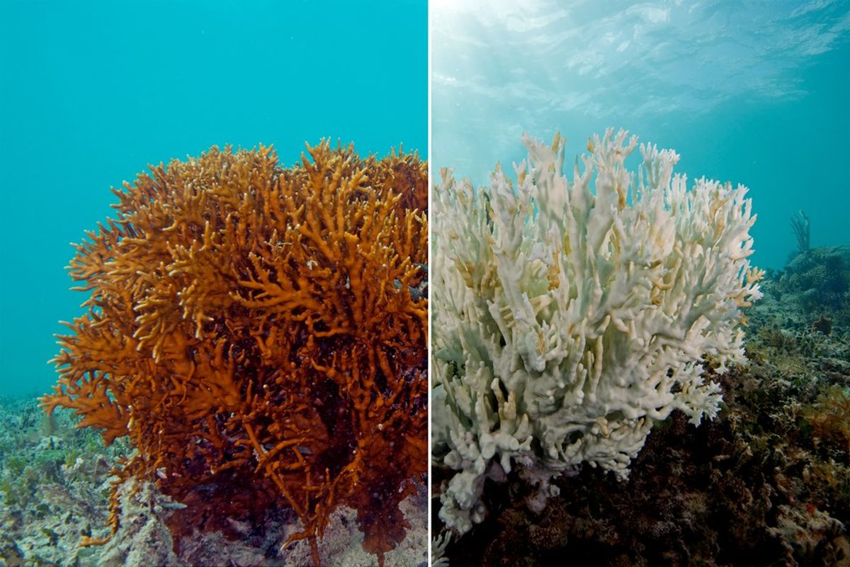 The Great Barrier Reef May As Well Be Dead