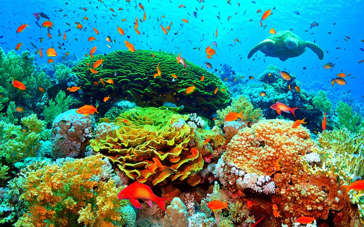 4 Reasons Why We Should Care About Our Coral Reefs