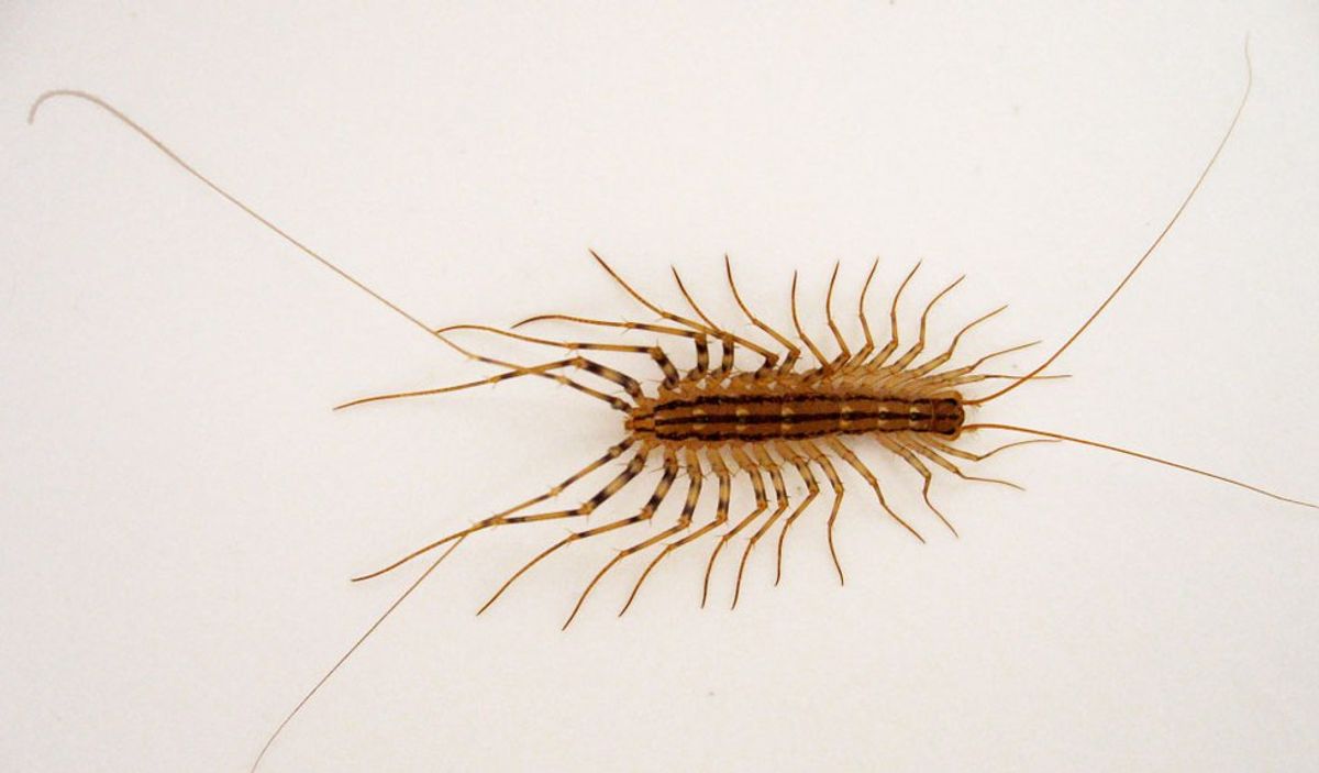 My Traumatizing Encounter With House Centipedes