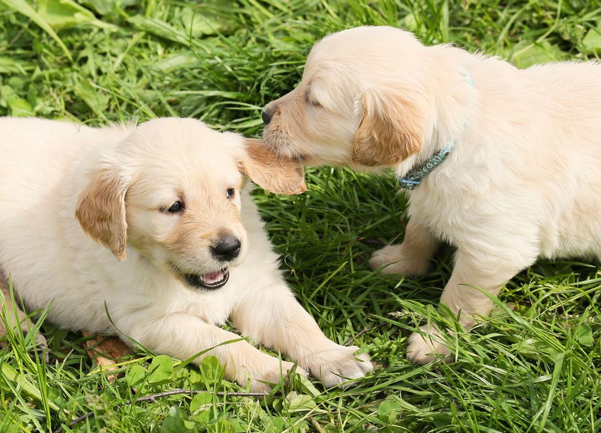 10 Puppy Gifs That Will Accurately Describe Your Life As A College Student