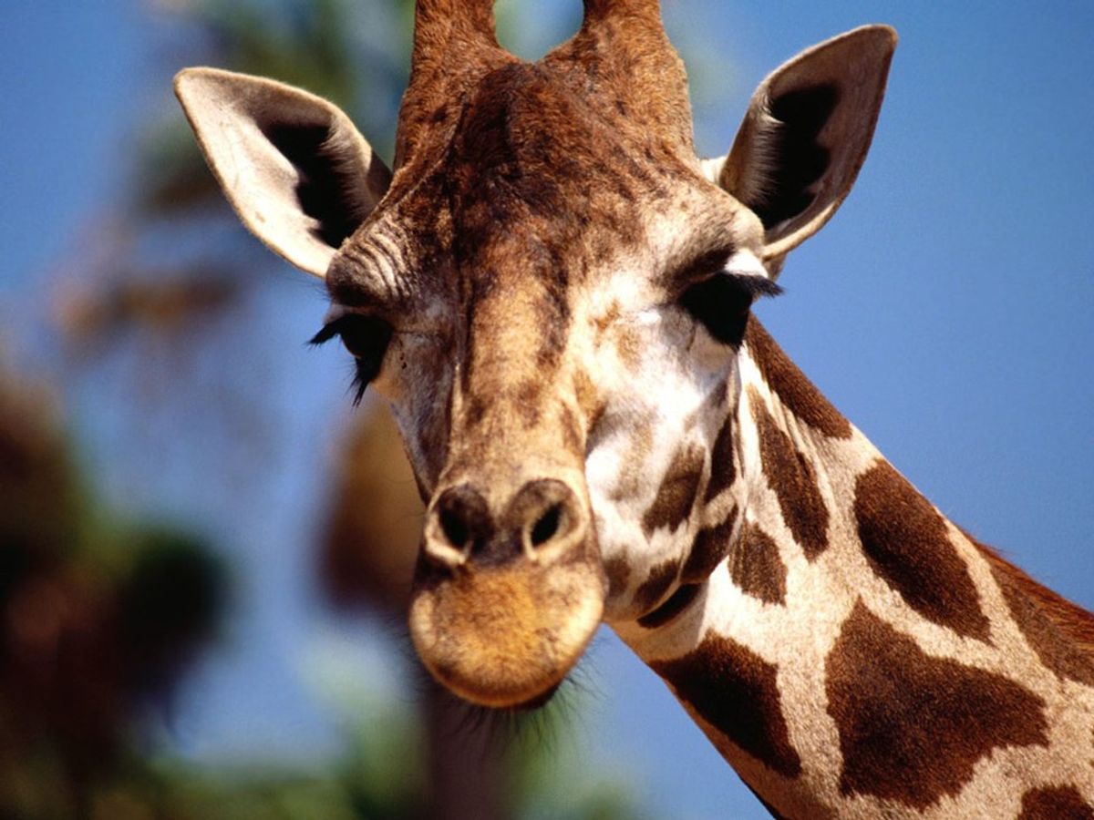 Giraffes Aren't Real!!!