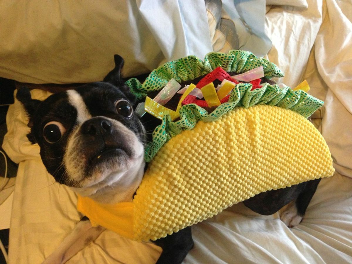 12 Animals Who Are Ready For Halloween