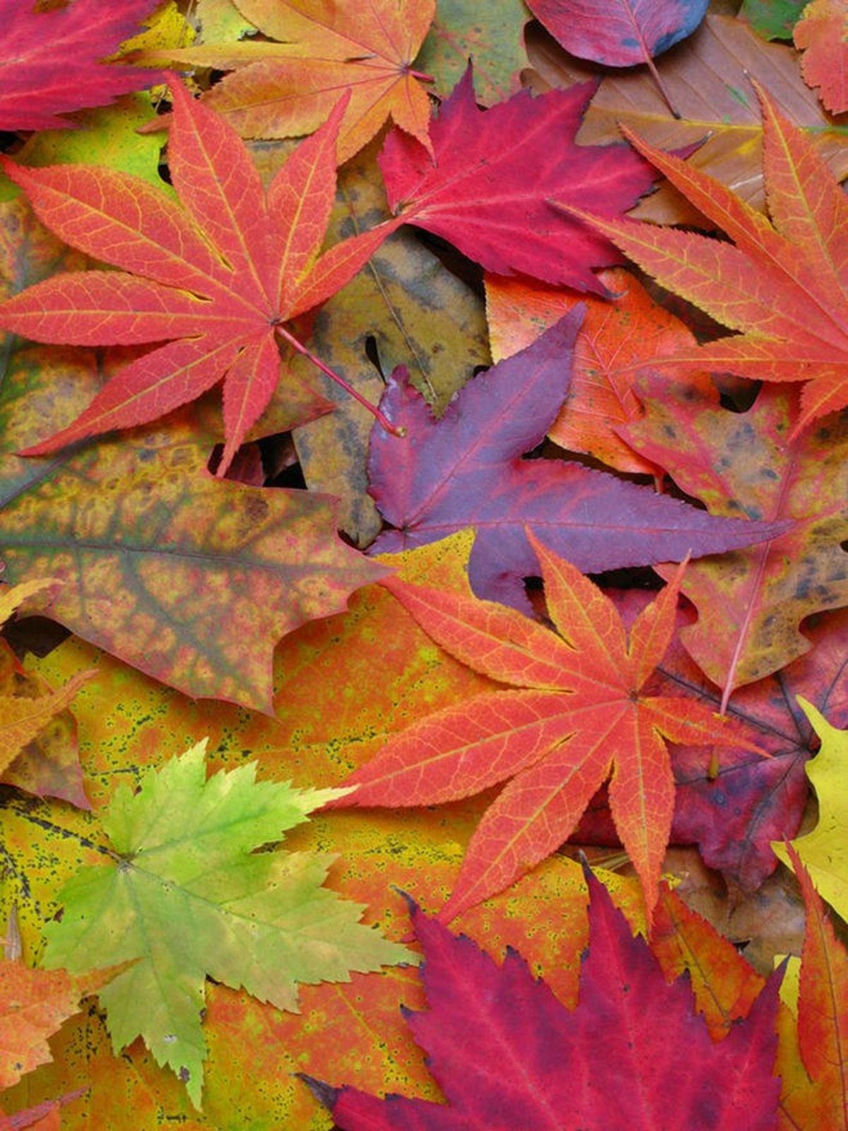 16 Reasons Why Fall Is The Best Season