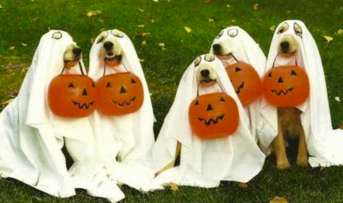 What Your Dog Should Dress As For Halloween