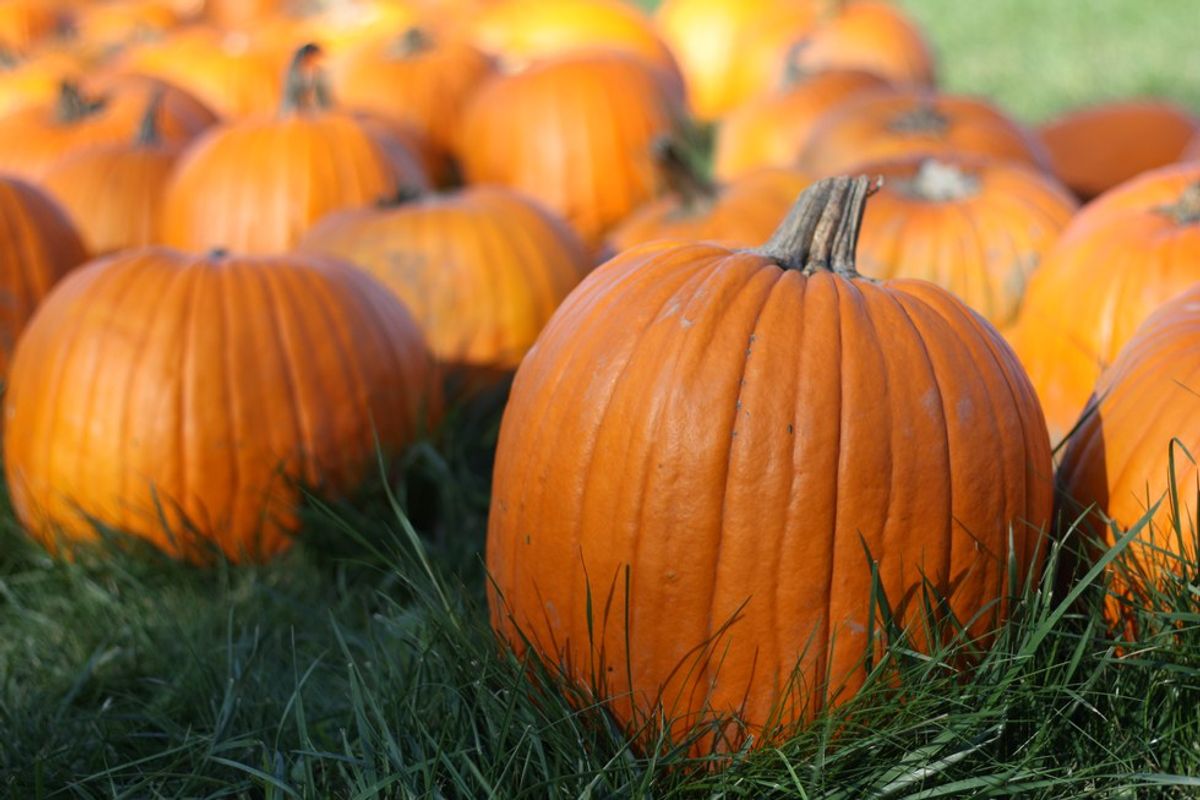 8 Things to Do With Pumpkins This Fall