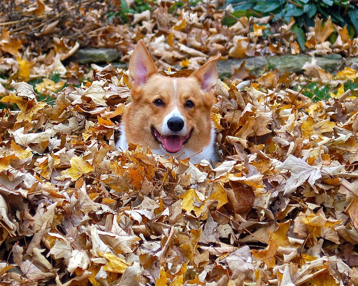 15 Corgis To Help Students Survive The Semester