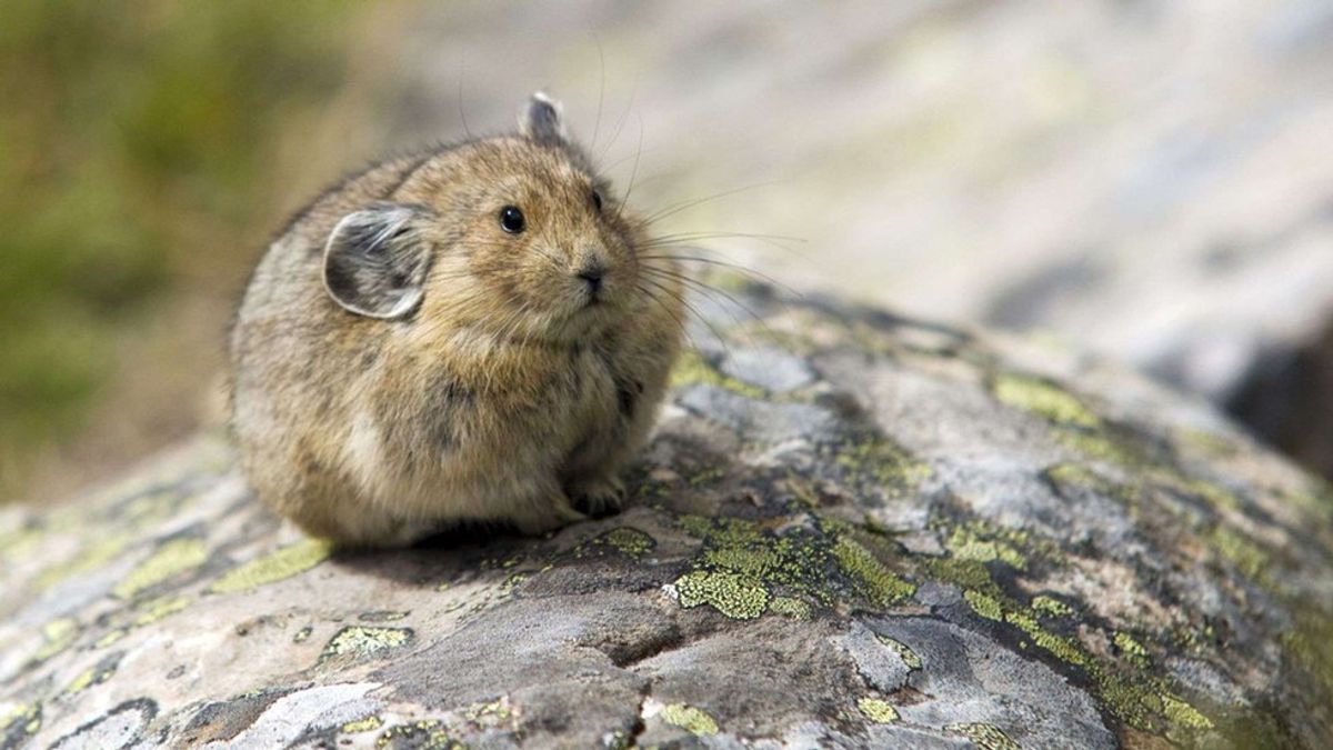 The Debate: Adding Pikas To The Endangered Species List?