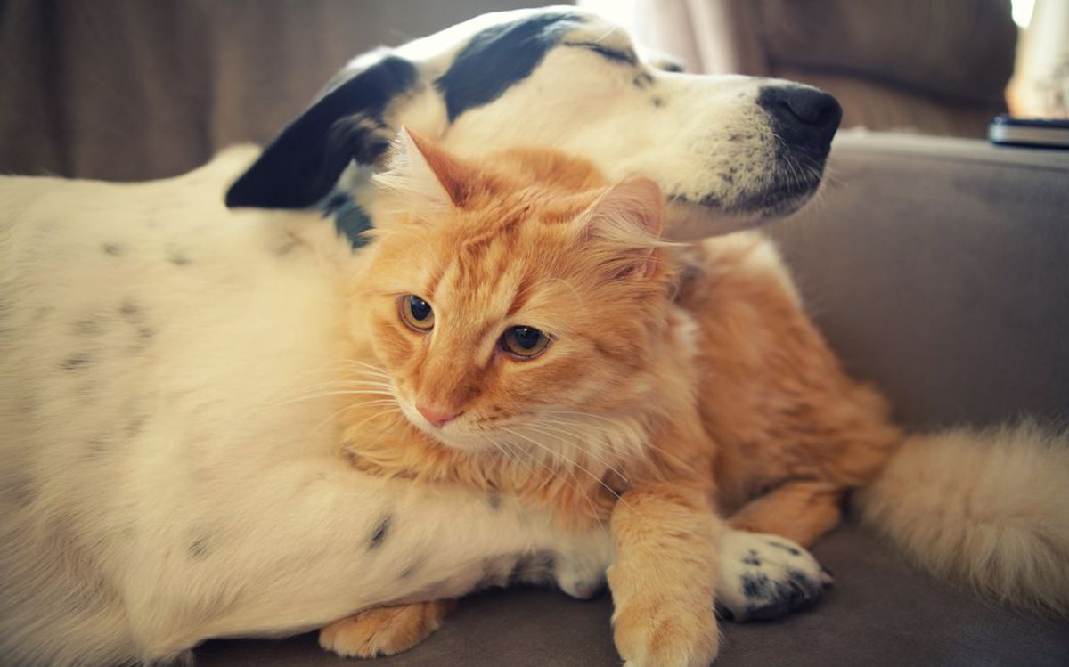 Cats and Dogs: Having Both in the Family