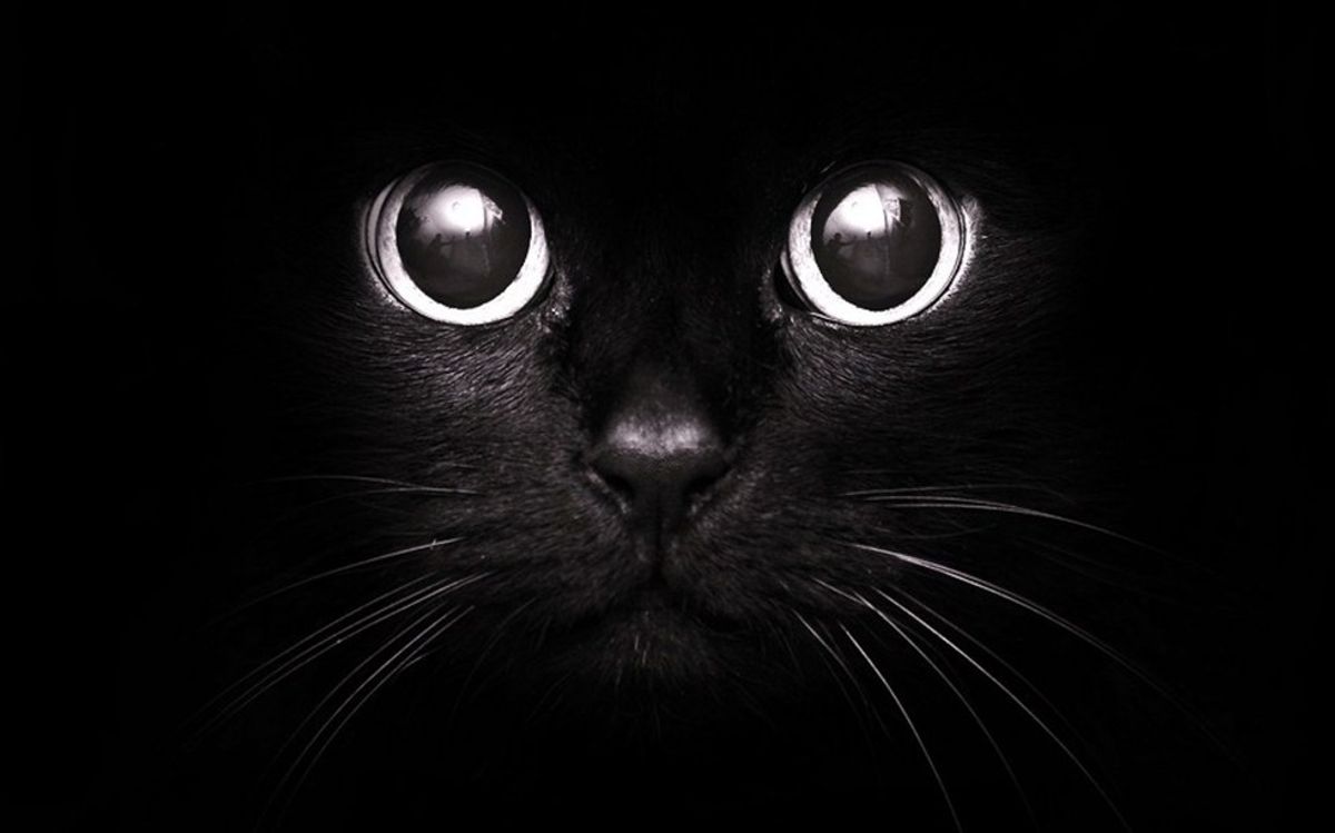 Black Cats Deserve Love Too