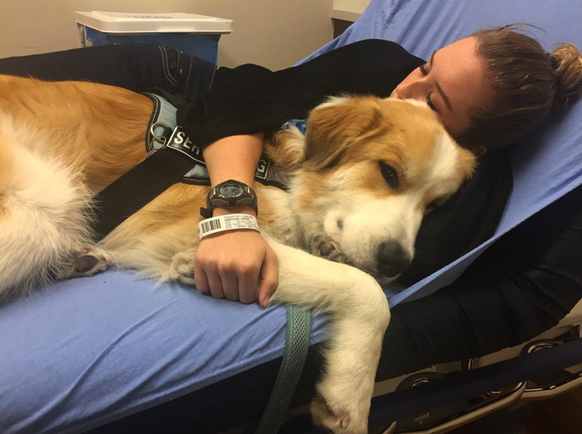 Ways A Service Dog Has Changed Handlers' Lives