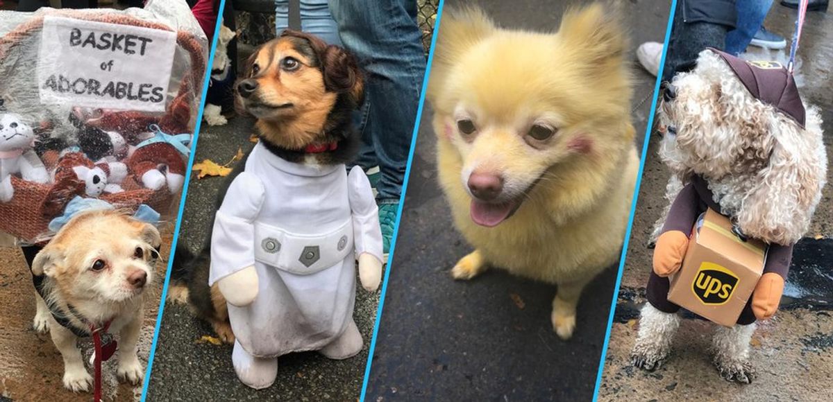 A Tribute To Dogs In Costumes