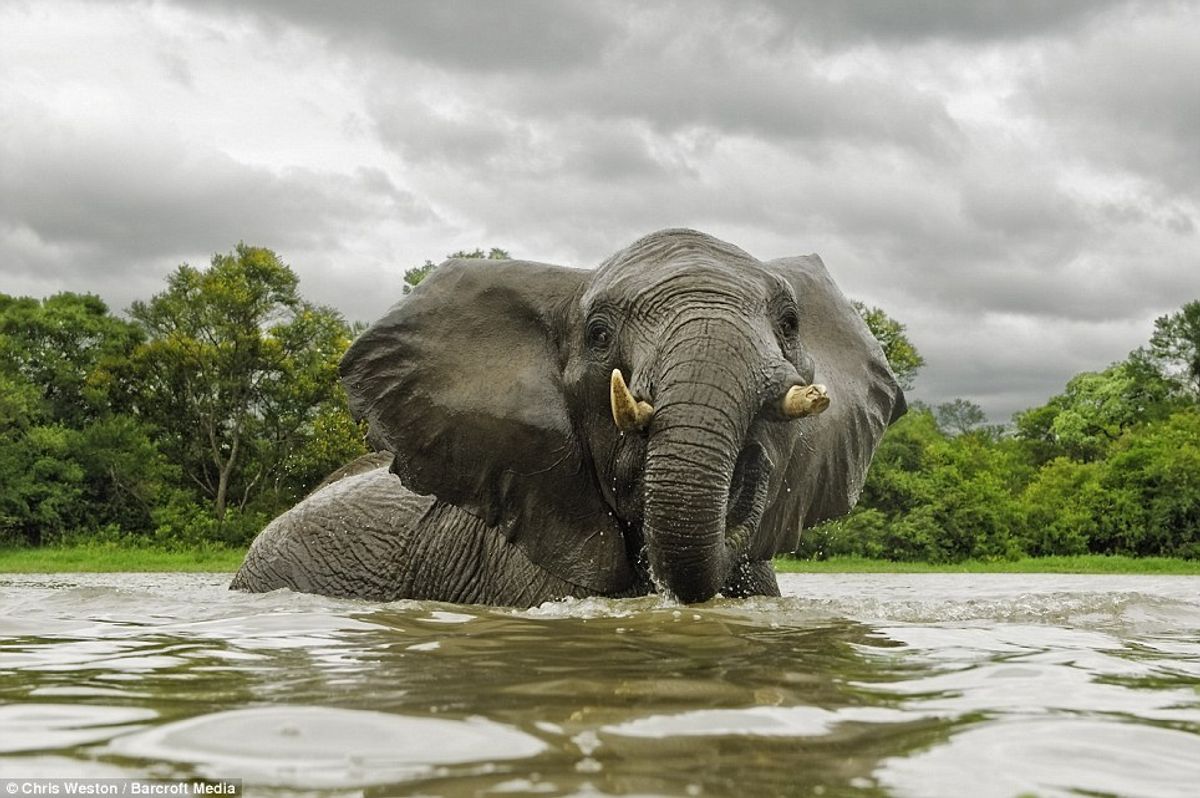 5 Reasons We Love Elephants