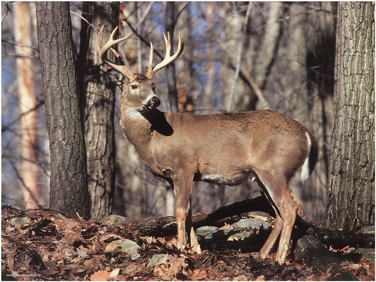 How Tracking Deer Is Like Finding 'The One'