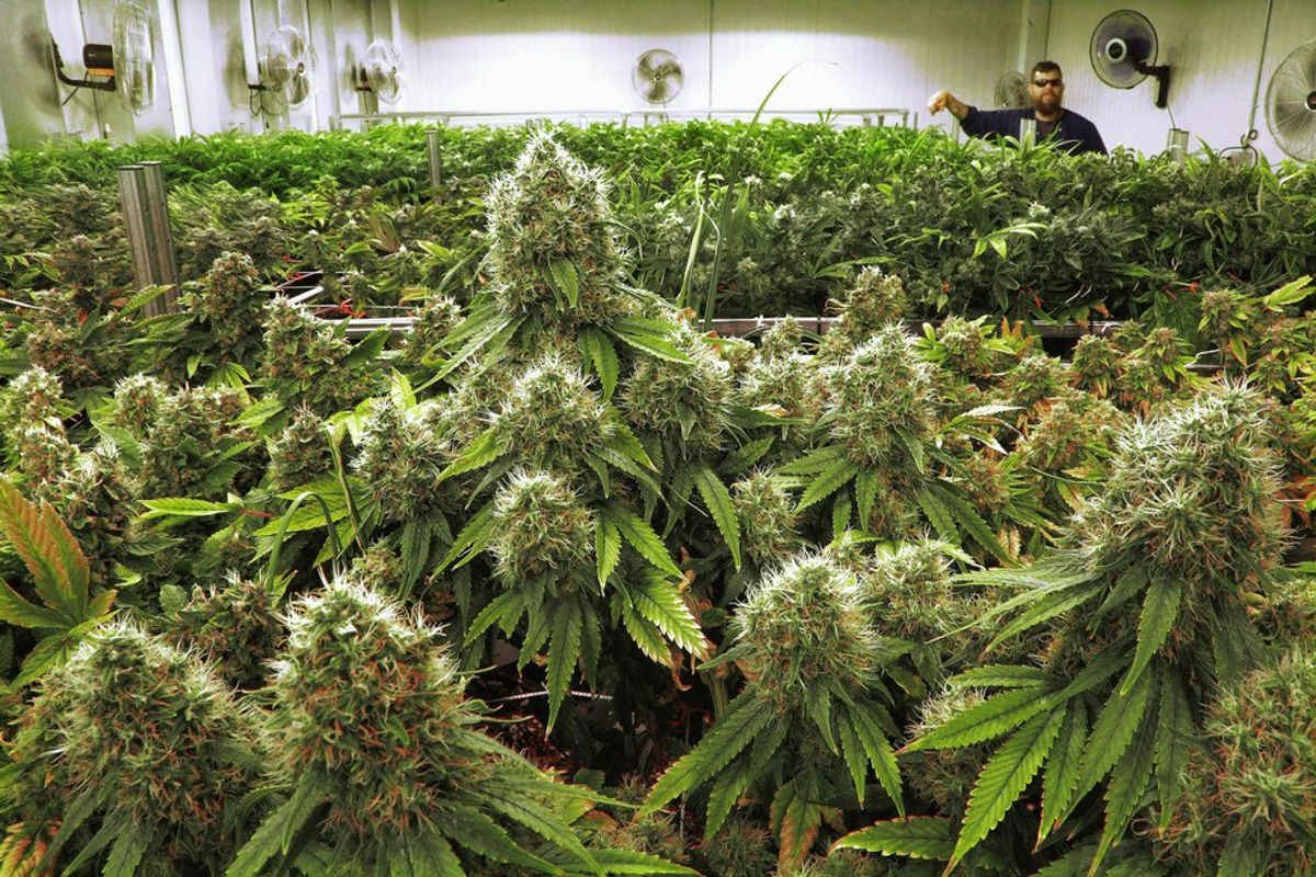 Almost Time to Harvest The Growing Question: Should Marijuana Be Legal?
