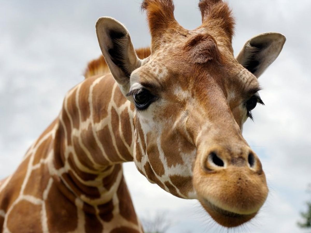 There are Really Four Species of Giraffes