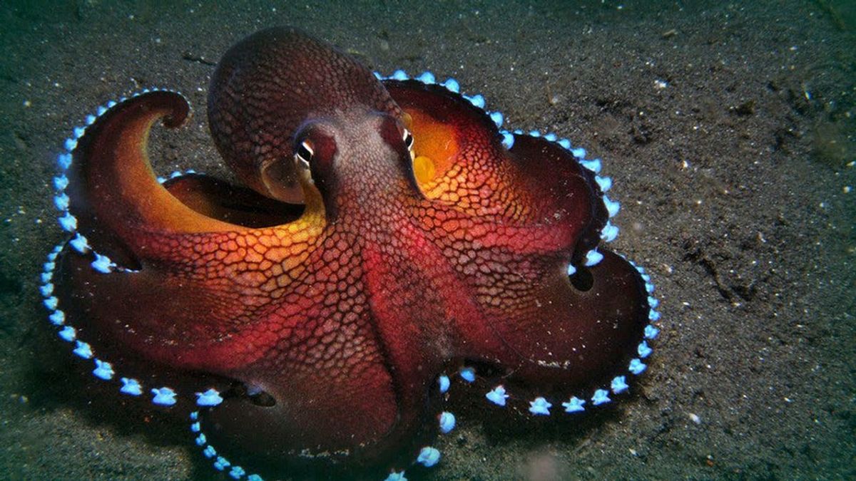 In Praise of the Octopus