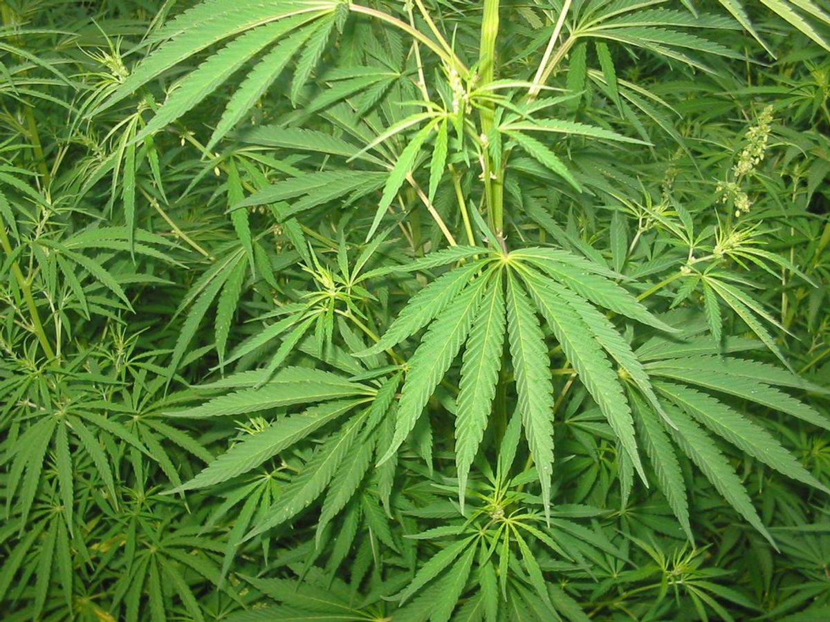 Marijuana: The Solution to Alabama's Opioid Epidemic