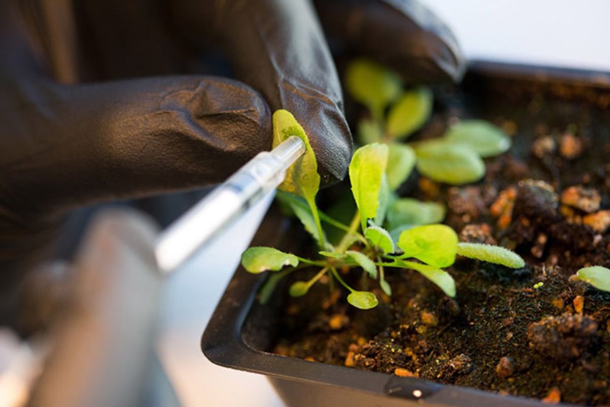 Bionic Bomb-Sniffing Plants Are Now a Thing