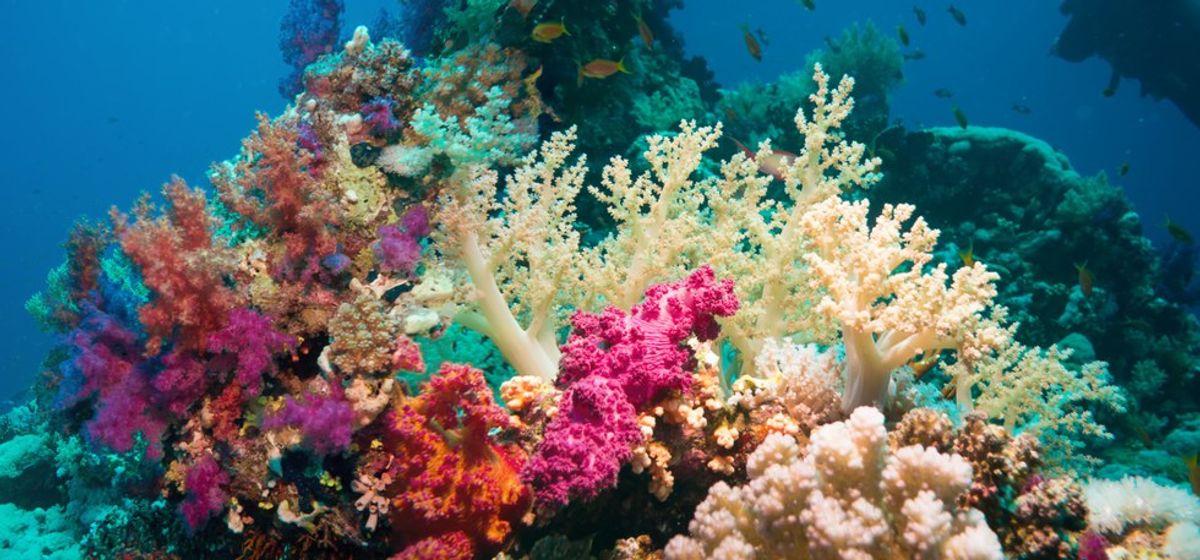 A Crash Course In Coral Bleaching