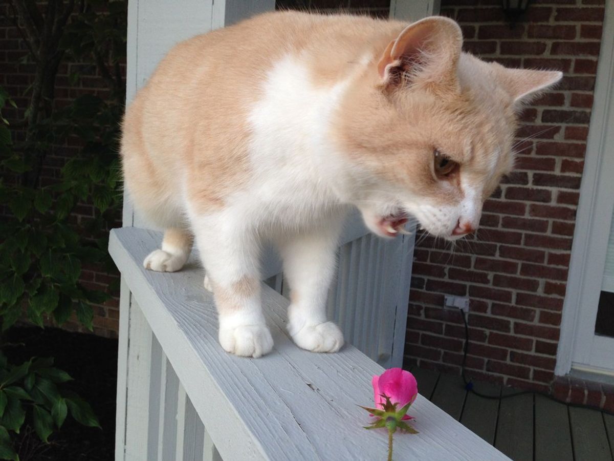 20 Signs You Or Someone You Love May Be A Cat
