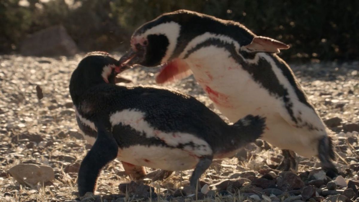 People Are Shook-up by This Brutal Penguin Fight