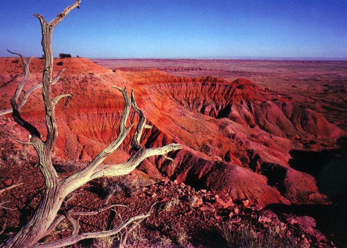 You Need To Visit The Petrified Forest Before You Die
