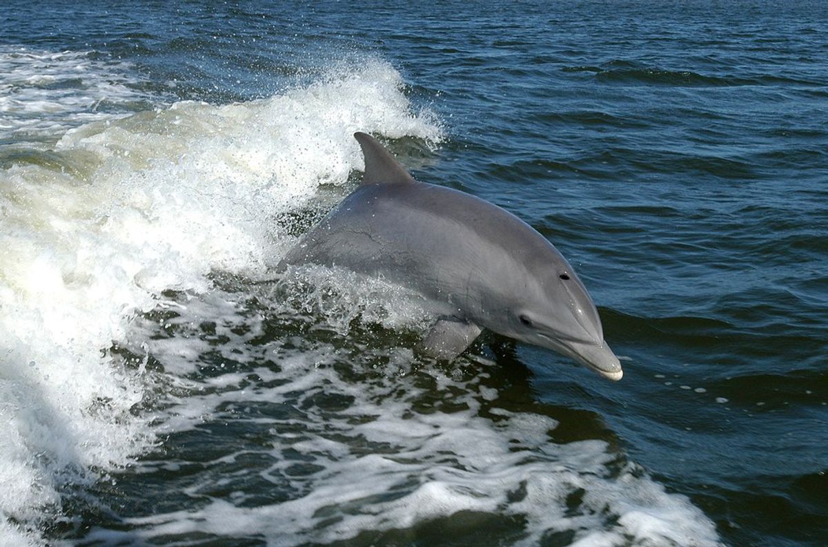 The "Porpoises" You See In Grand Isle Are Actually Dolphins