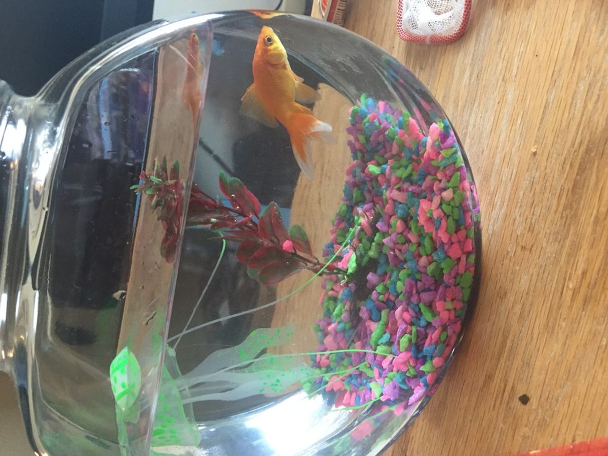 College Pets: Goldfish