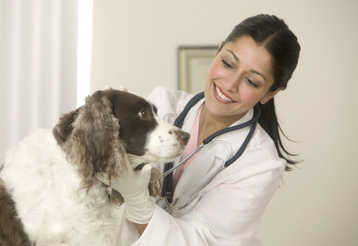 Everything You Think You Know About The Life Of A Veterinarian But Don't