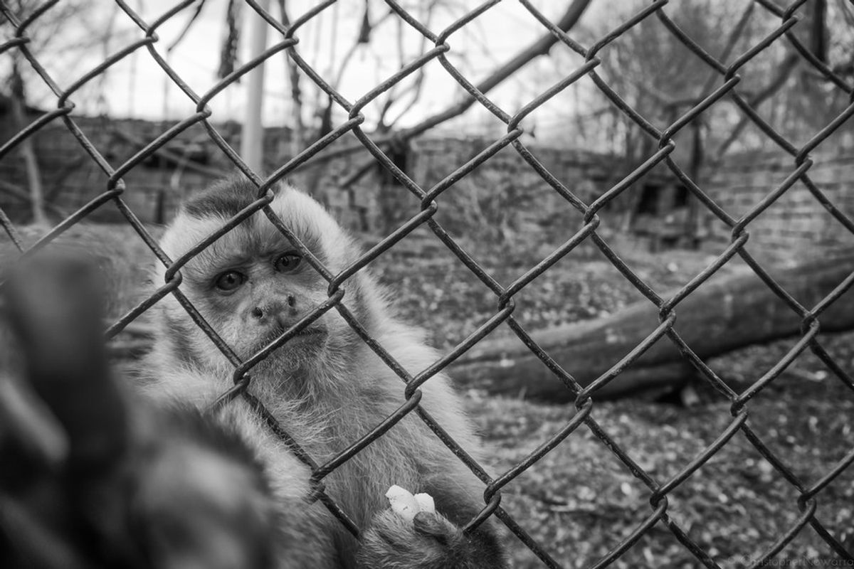 The Horrific Reality Of Zoos