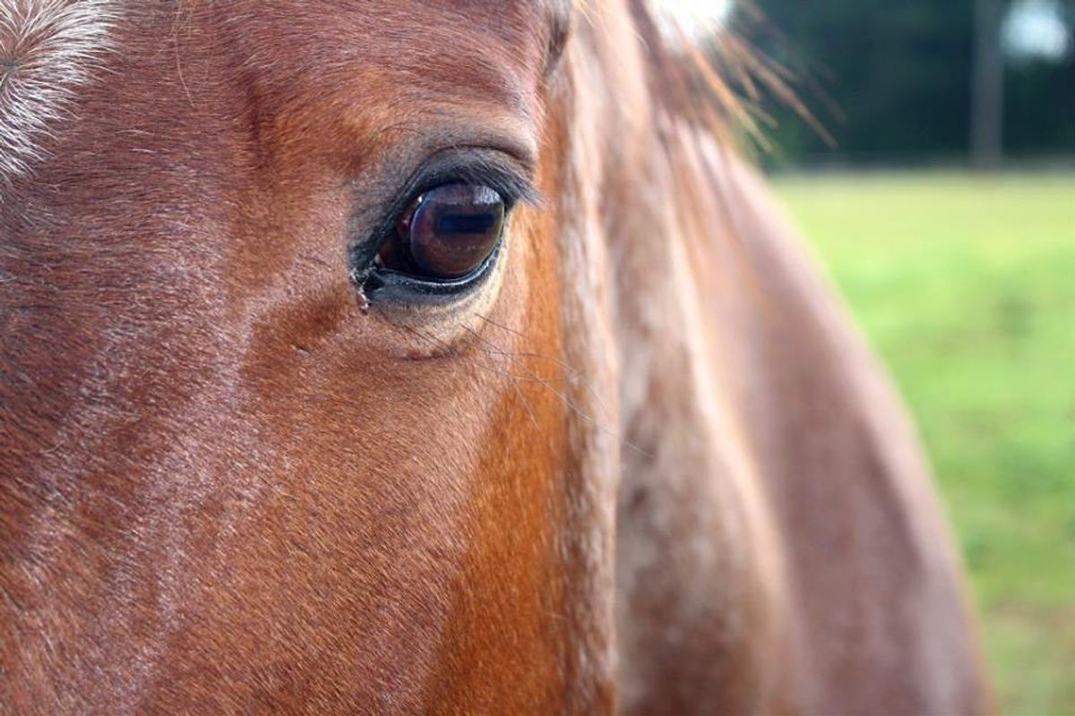 9 Things All Equestrians Know To Be True