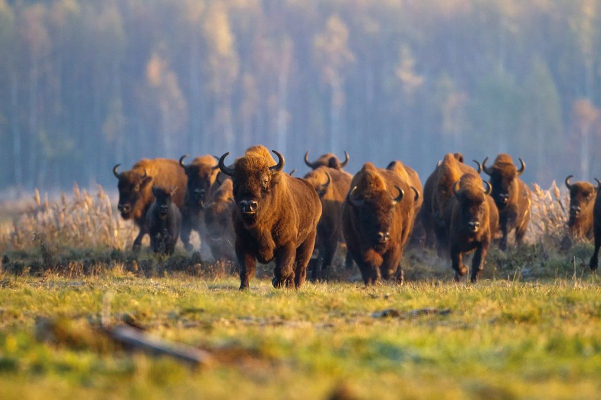 Shifting Baseline Theory: Exploring European Bison Conservation And Climate Change In South Africa