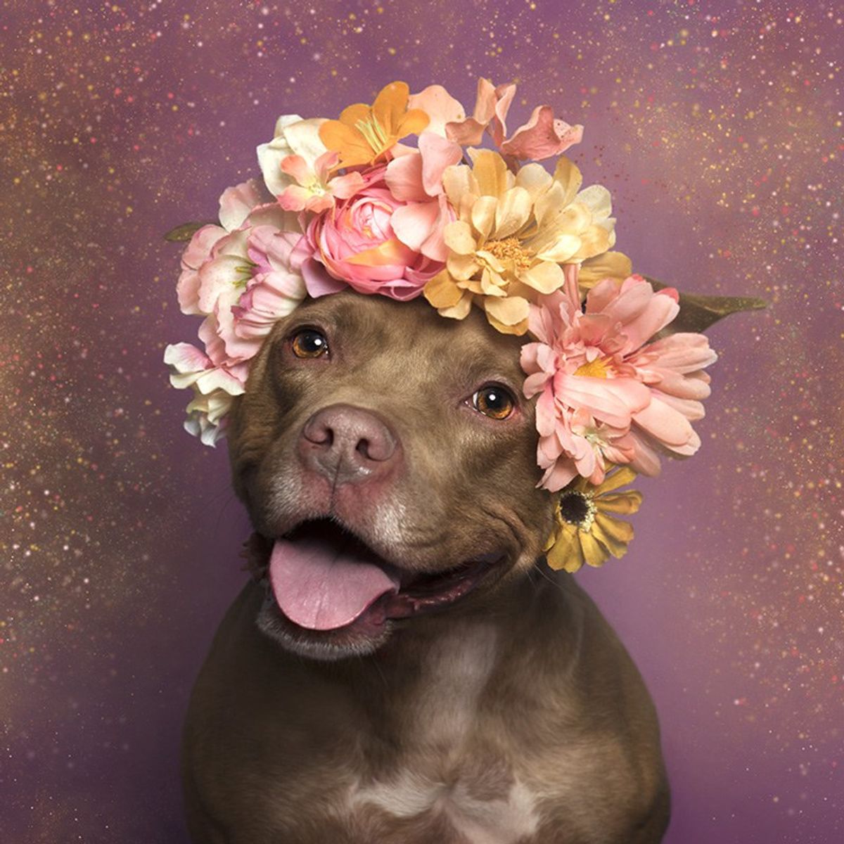 The Beauty I See In The Eyes Of Every Pit Bull and Bullied Breed