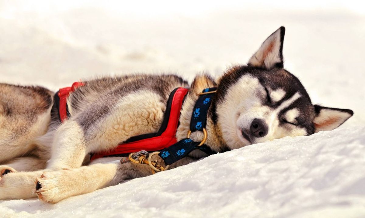 5 Reasons Why Huskies Are The Breed To Beat