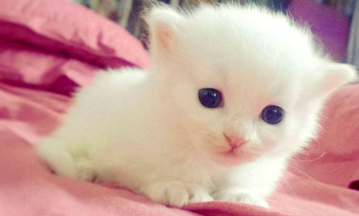 20 Adorable Animals To Get Your Mind Off of This Election