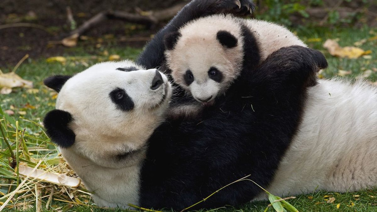 Top 10 Things About Pandas That Should Be Facts