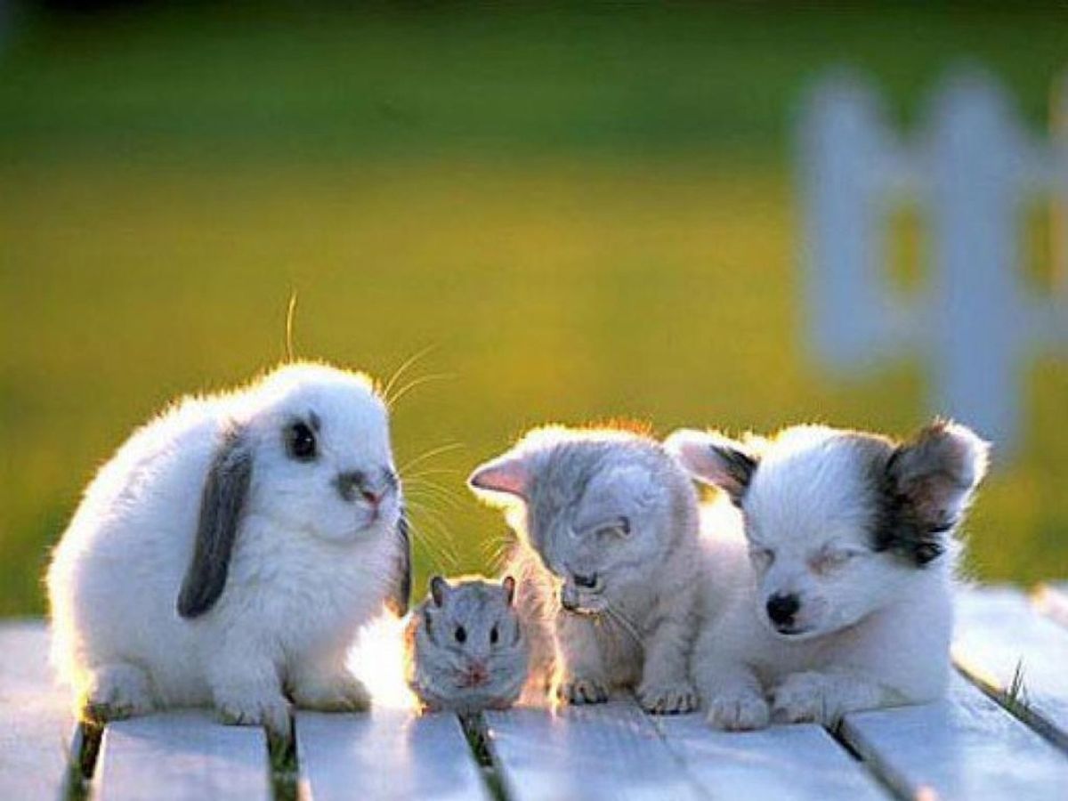 Stressed About The Election? Look At These Baby Animals!