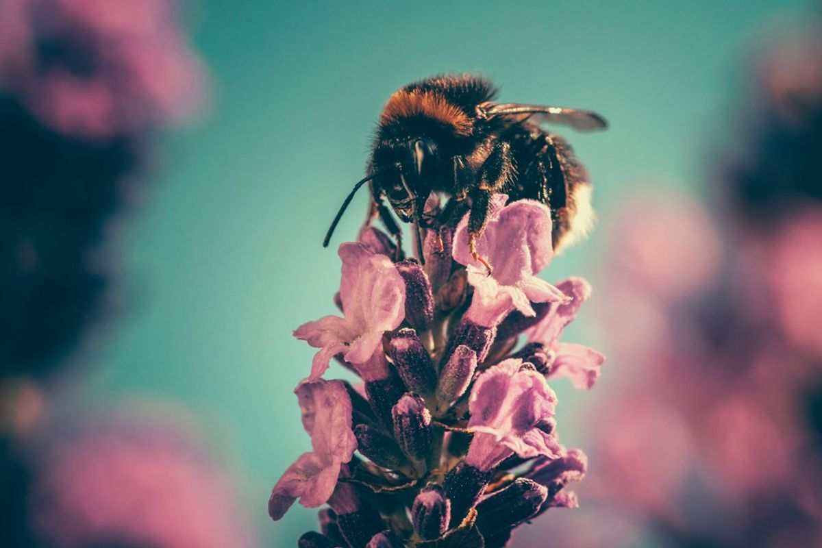 10 Reasons To Save The Bees
