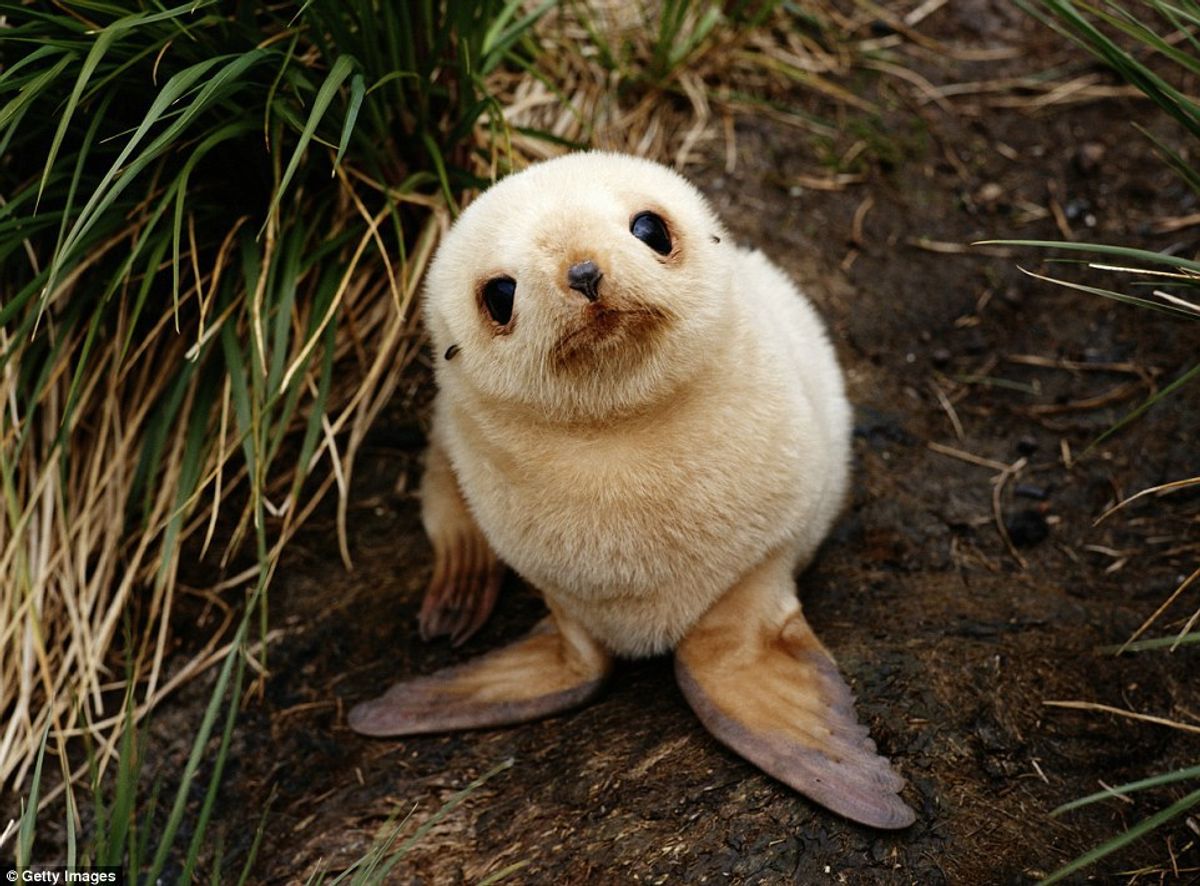10 Animals I Want To Cuddle With Before I die.
