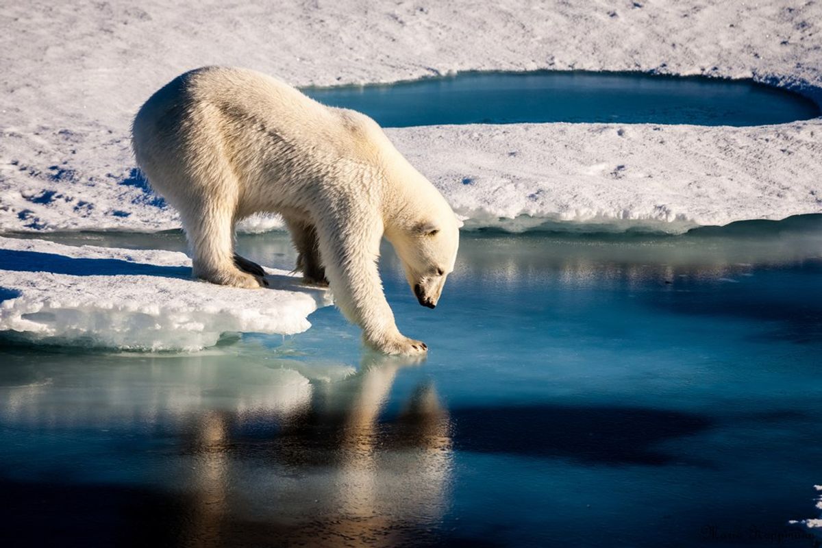 Melting Arctic Threatens Polar Bears