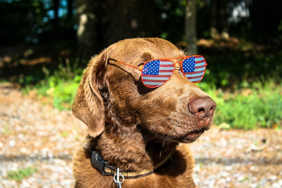 8 Patriotic Animals To Brighten Your Post-Election Blues