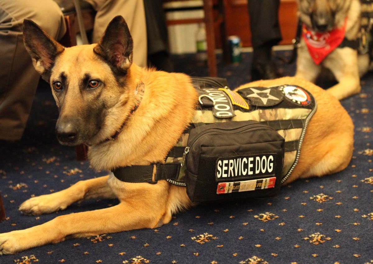The Dos And Don'ts Of Interacting With A Service Dog