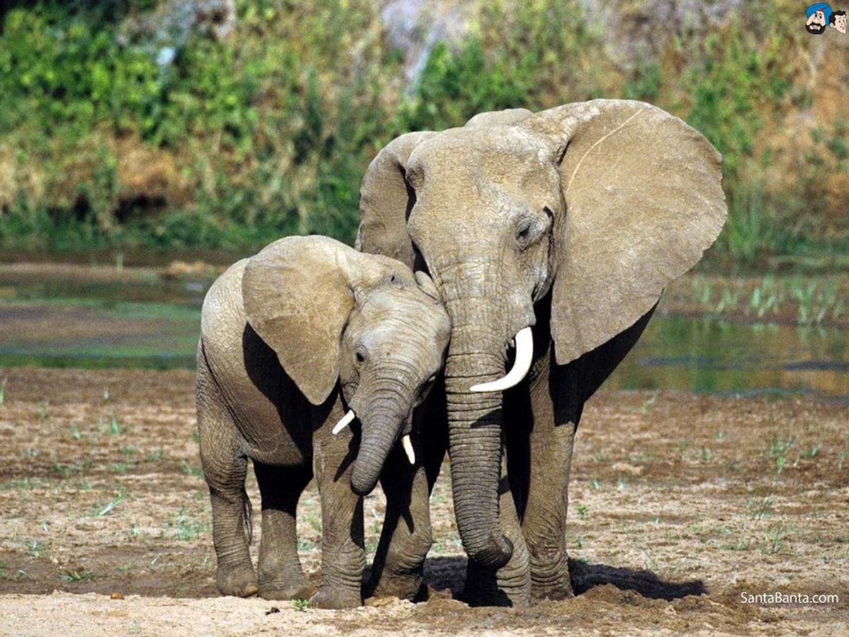 Did You Know That African Elephants Are Facing Potential Extinction?