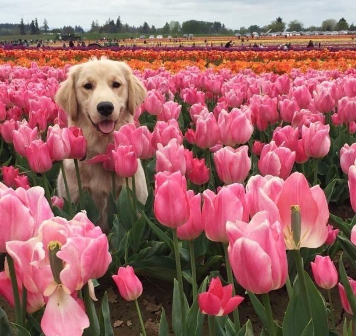 25 Pictures Of Dogs To Brighten Your Day
